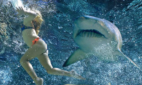 ataque-de-un-tiburon