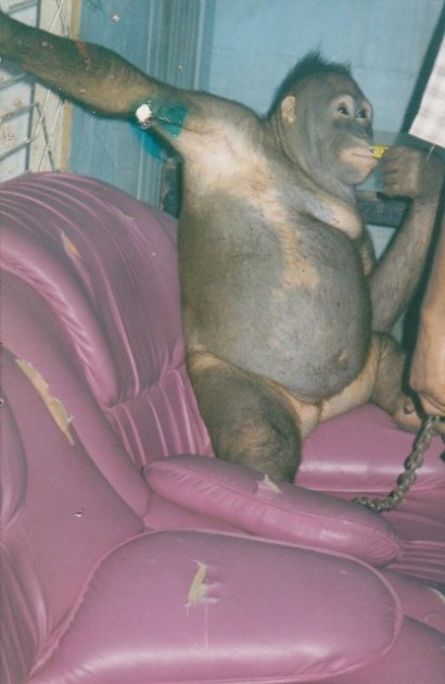 Prostitución-hembras-orangután
