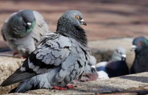 Plaga de palomas en Madrid. A la cárcel por matar una rata o una paloma